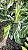 Calathea 'White Fusion' - Pote 14 - Imagem 9