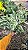 Calathea 'White Fusion' - Pote 14 - Imagem 5