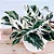 Calathea 'White Fusion' - Pote 14 - Imagem 2