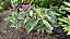 Calathea 'White Fusion' - Pote 14 - Imagem 10