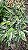 Calathea 'White Fusion' - Pote 14 - Imagem 8