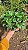 MORANGO GRANDE (Fragaria × ananassa) - Pote 15 - Imagem 4