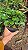 MORANGO GRANDE (Fragaria × ananassa) - Pote 15 - Imagem 2