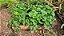 MORANGO GRANDE (Fragaria × ananassa) - Pote 15 - Imagem 6