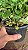 MORANGO GRANDE (Fragaria × ananassa) - Pote 15 - Imagem 3