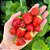 MORANGO GRANDE (Fragaria × ananassa) - Pote 15 - Imagem 1