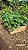 MORANGO GRANDE (Fragaria × ananassa) - Pote 15 - Imagem 5