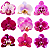 ORQUÍDEA PHALAENOPSIS CORES - Pote 11 - Imagem 2