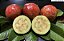 GOIABA MAÇÃ (Psidium guajava "maple") - Muda com 80 cm - Imagem 2