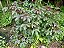 PINHÃO ROXO (Jatropha gossypiifolia) - Muda com até 80 cm - Imagem 3