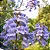 KIRI JAPONÊS (Paulownia tomentosa) - Muda com até 1 metro - Imagem 3
