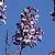 KIRI JAPONÊS (Paulownia tomentosa) - Muda com até 1 metro - Imagem 4
