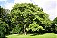 KIRI JAPONÊS (Paulownia tomentosa) - Muda com até 1 metro - Imagem 5