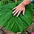 KIRI JAPONÊS (Paulownia tomentosa) - Muda com até 1 metro - Imagem 2