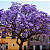 KIRI JAPONÊS (Paulownia tomentosa) - Muda com até 1 metro - Imagem 1