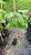 KIRI JAPONÊS (Paulownia tomentosa) - Muda com até 1 metro - Imagem 6