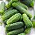 PEPINO HÍBRIDO PIONEIRO - Sementes - Imagem 2