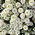 ALYSSUM FLOR DE MEL - Sementes - Imagem 2