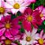 COSMOS-DE-JARDIM CARNAVAL - Sementes - Imagem 2