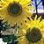 GIRASSOL DE JARDIM AMARELO ALTO - Sementes - Imagem 2
