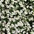 MOSQUITINHO BRANCO - Sementes - Imagem 2