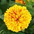 ZINNIA LUZ DA LUA - Sementes - Imagem 2