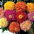 ZINNIA SORTIDA CACTOS - Sementes - Imagem 2