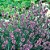 LAVANDA VERDADEIRA ALFAZEMA - Sementes - Imagem 2