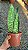 COROA DINAMARQUESA ou Sansevieria (sp.) - Pote 15 - Imagem 4