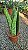 COROA DINAMARQUESA ou Sansevieria (sp.) - Pote 15 - Imagem 5
