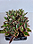 PEPERÔMIA TRICOLOR (Peperomia magnoliifolia “Tricolor”) - Imagem 3