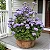 AGERATUM (Ageratum houstonianum) - CAIXA COM 8 MUDAS - Imagem 4