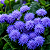 AGERATUM (Ageratum houstonianum) - CAIXA COM 8 MUDAS - Imagem 2