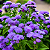 AGERATUM (Ageratum houstonianum) - CAIXA COM 8 MUDAS - Imagem 1