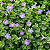 ASSISTÁCIA RENDA (Asystasia gangetica var. 'Variegata Reticulada') - Imagem 3