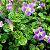 ASSISTÁCIA RENDA (Asystasia gangetica var. 'Variegata Reticulada') - Imagem 1