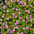 TAPETE INGLÊS (Polygonum capitatum) - Imagem 3