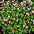TAPETE INGLÊS (Polygonum capitatum) - Imagem 4