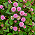 TAPETE INGLÊS (Polygonum capitatum) - Imagem 1