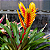 VRIESEA AMARELA FOGO (Vriesea carinata) - Pote 15 - Imagem 2