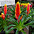 VRIESEA AMARELA FOGO (Vriesea carinata) - Pote 15 - Imagem 1