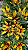 VRIESEA AMARELA FOGO (Vriesea carinata) - Pote 15 - Imagem 4
