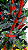 ESPADA DE FOGO (Vriesea splendens) - Pote 15 - Imagem 6