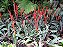 ESPADA DE FOGO (Vriesea splendens) - Pote 15 - Imagem 5