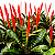 ESPADA DE FOGO (Vriesea splendens) - Pote 15 - Imagem 1