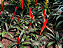 ESPADA DE FOGO (Vriesea splendens) - Pote 15 - Imagem 4