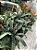 ESPADA DE FOGO (Vriesea splendens) - Pote 15 - Imagem 3