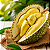 DURIAN ou DURIÃO (Durio zibethinus) - Muda com até 1 metro - Imagem 5