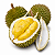 DURIAN ou DURIÃO (Durio zibethinus) - Muda com até 1 metro - Imagem 1