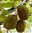 DURIAN ou DURIÃO (Durio zibethinus) - Muda com até 1 metro - Imagem 2